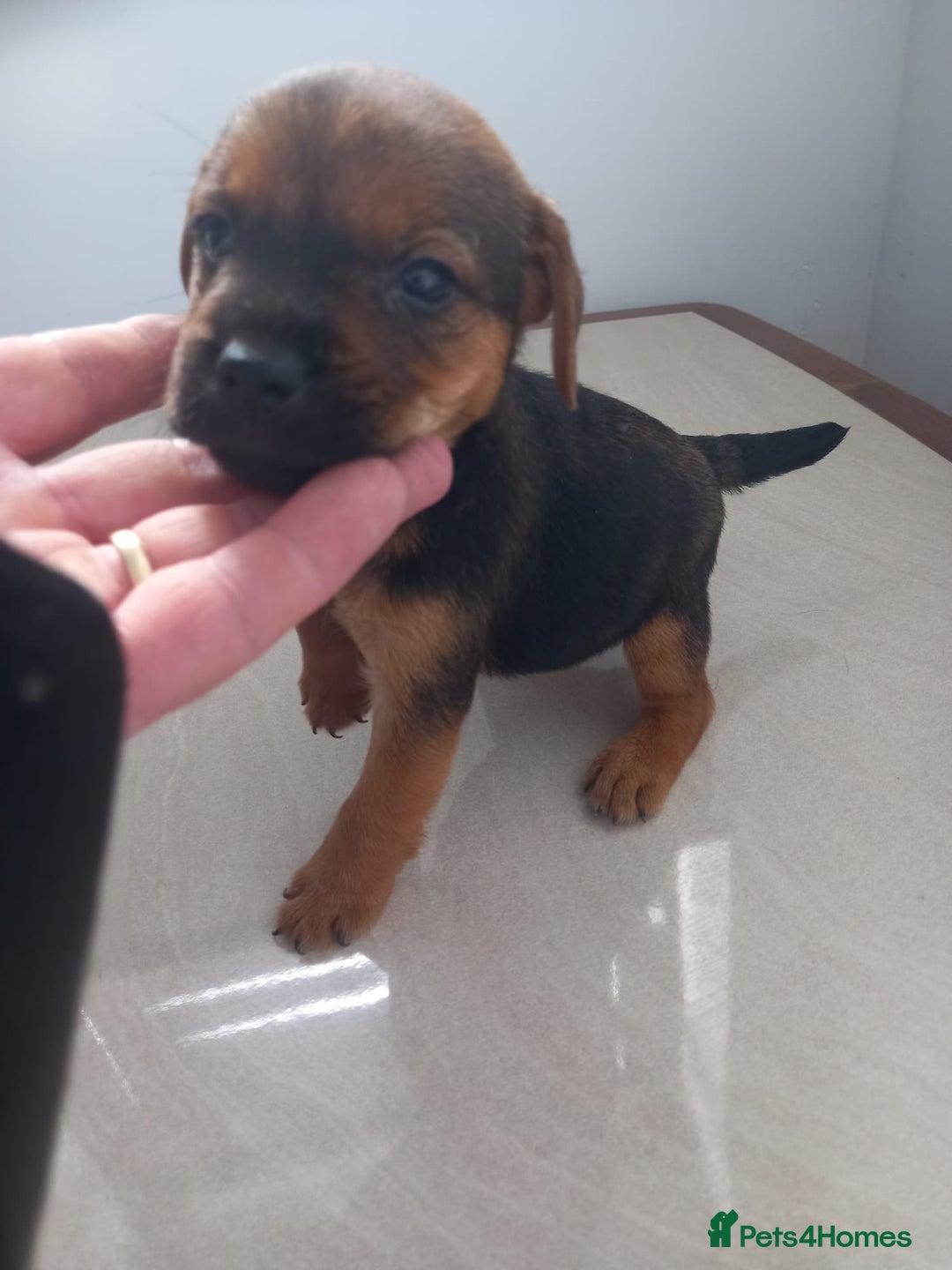 Mixed Breed dogs for sale: Patterdale x border terrier  - Image 16