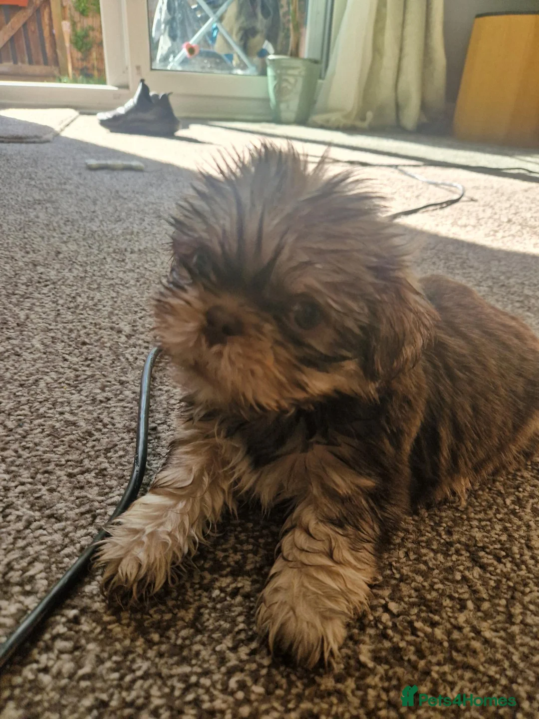 Shih Tzu dogs for sale: Neville lil dude  in Grimsby - Advert 1