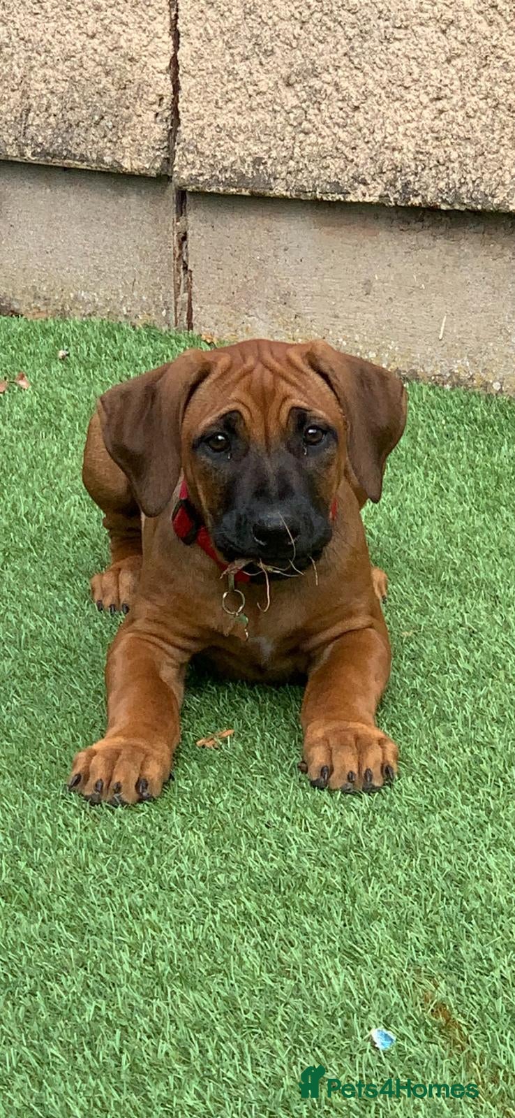 Rhodesian Ridgeback dogs for sale: Stunning KC Registered Rhodesian Ridgeback Puppies - Advert 7