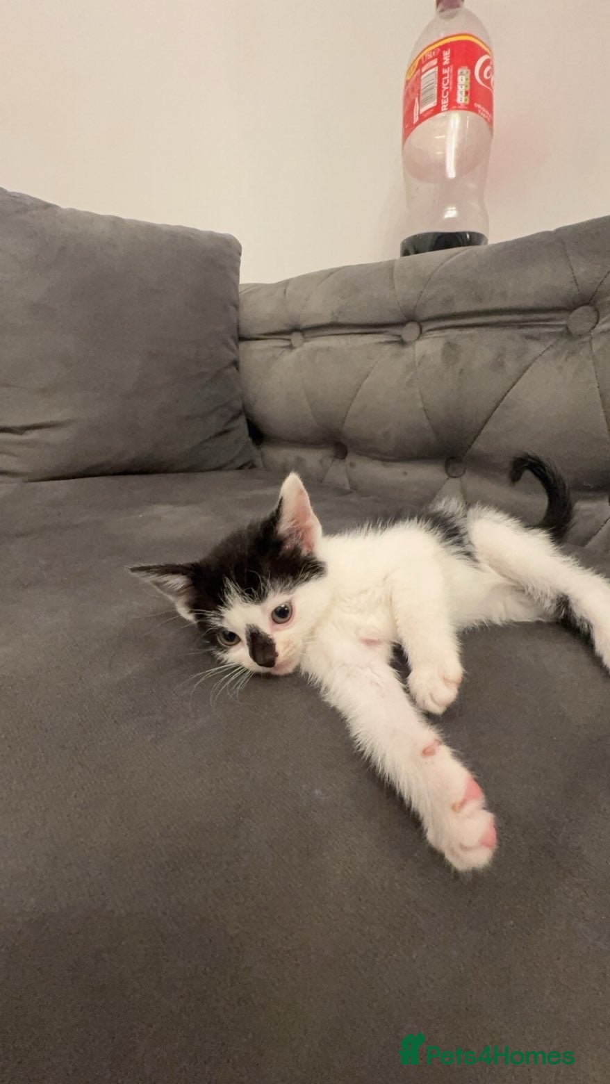 American Shorthair cats 🐾 6 BEAUTIFUL AMERICAN SHORTHAIR KITTENS 🐾 - Advert 14