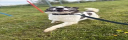 Mixed Breed dogs for adoption: Laura - Norwich Norfolk  in Norwich - Advert 11