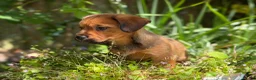 Mixed Breed dogs for sale: Exceptional Norfolk terrier x jrt pups ready now  - Advert 10