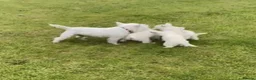 West Highland Terrier dogs for sale: STUNNING FULL WEST HIGHLAND PUPPIES  - Advert 4