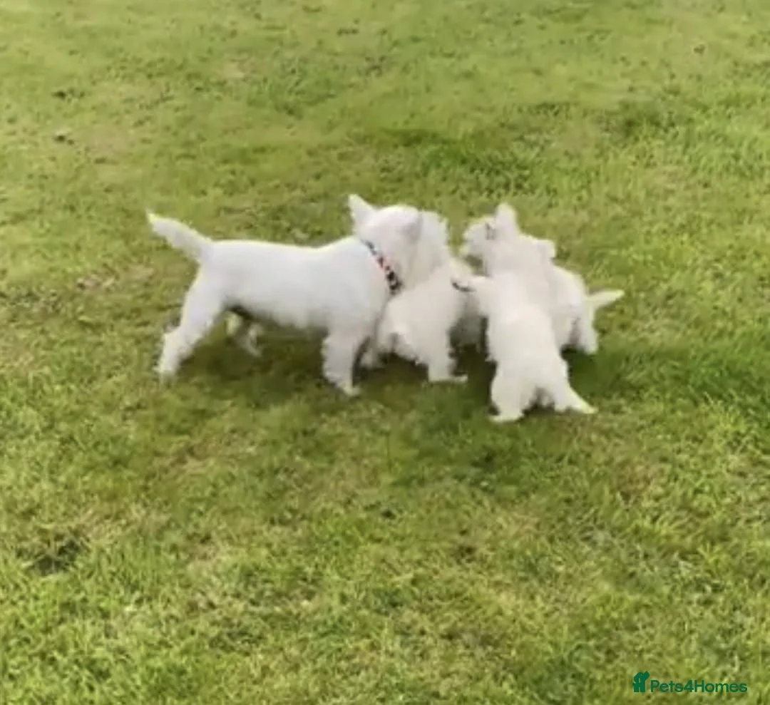 West Highland Terrier dogs for sale: STUNNING FULL WEST HIGHLAND PUPPIES  - Advert 4