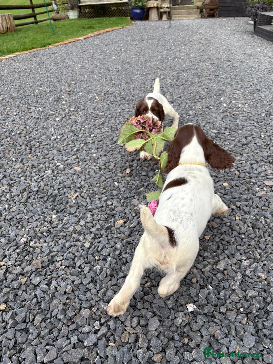 English Springer Spaniel dogs for sale: GAMEKEEPER BRED SPRINGER SPANIEL PUPS - Image 31