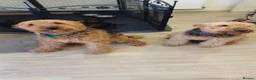 Airedale Terrier dogs for sale: Airedale terrier puppies  - Advert 15