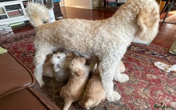 Labradoodle dogs for sale: Lily's Mini's - Multigen Mini Labradoodle Puppies - Image 31
