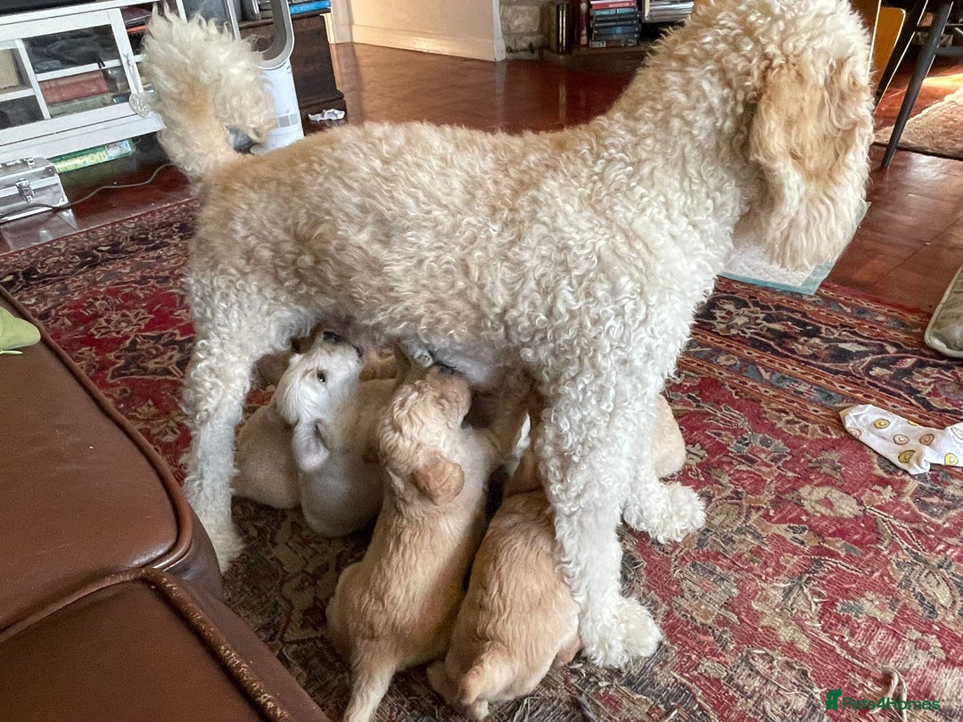 Labradoodle dogs for sale: Lily's Mini's - Multigen Mini Labradoodle Puppies - Image 31