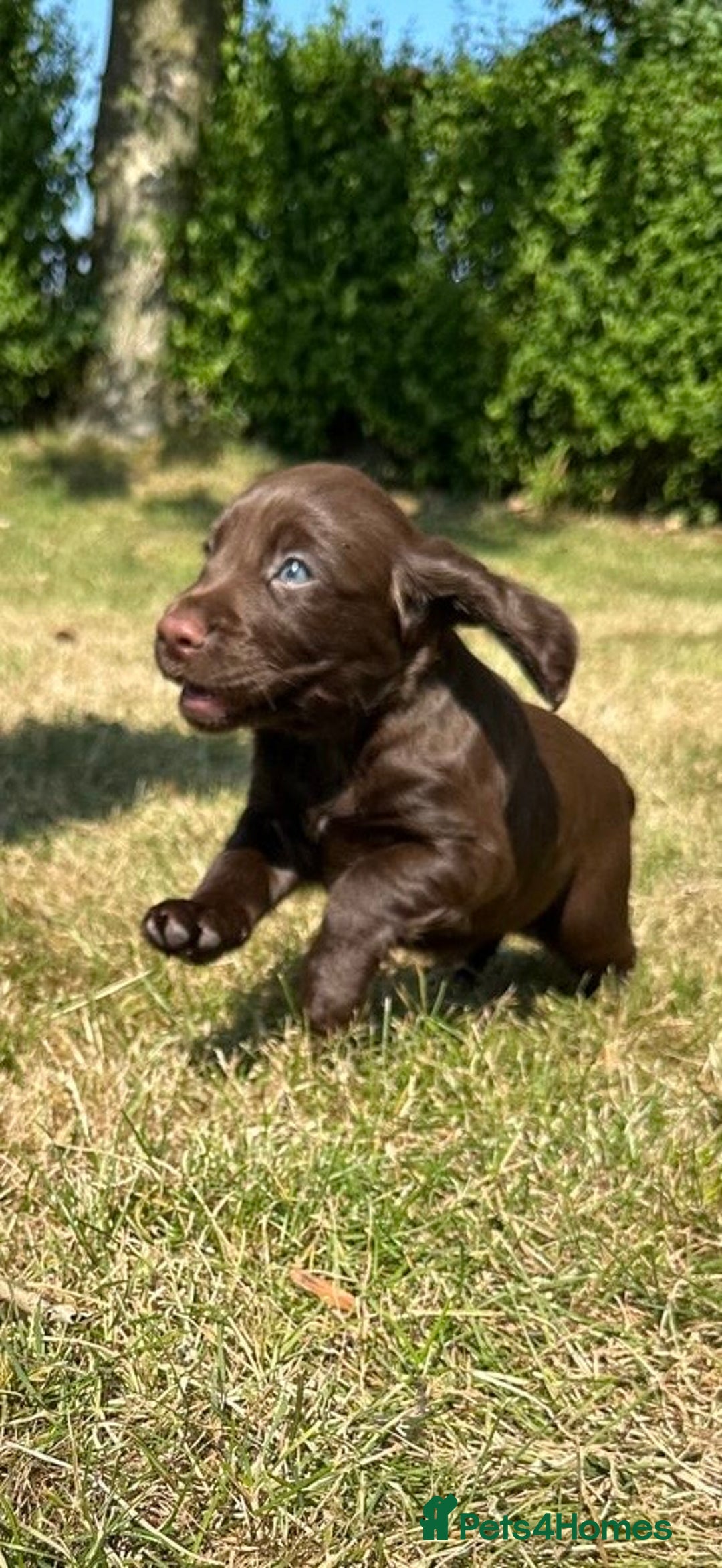 Cocker Spaniel dogs for sale: READY 31st Aug KC Pedigree Working Cocker Puppies - Image 6