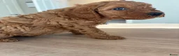 Mini Goldendoodle dogs for sale: Mini goldendoodle - Advert 3