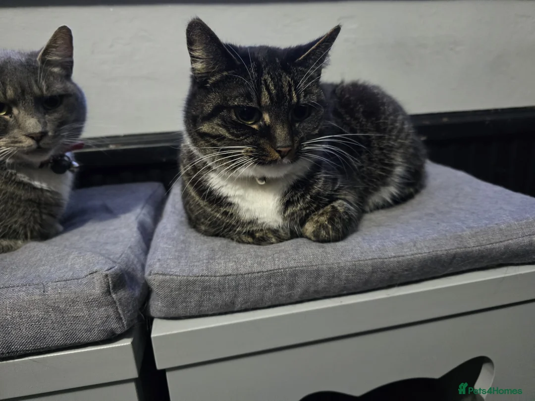 Mixed Breed cats for sale: 4 female cats needed to ve rehomed - Advert 3