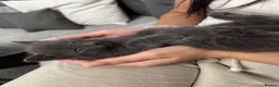 Mixed Breed cats for sale: Grey Kittens  - Advert 6