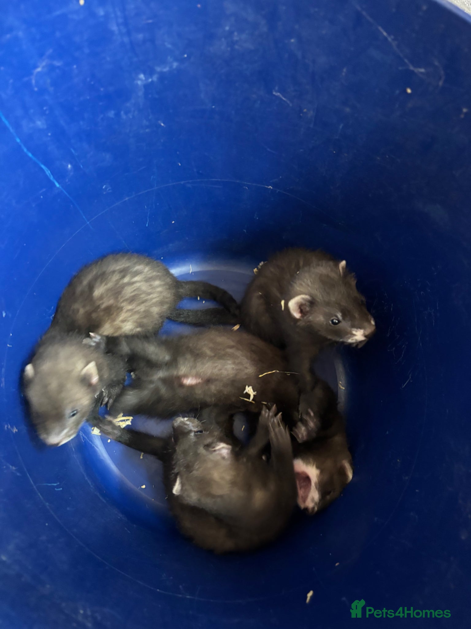 Ferret rodents for sale: Black line  in Cardiff - Advert 6