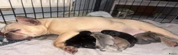 Frug dogs for sale: Stunning litter of 8 little FRUG boys  - Advert 10
