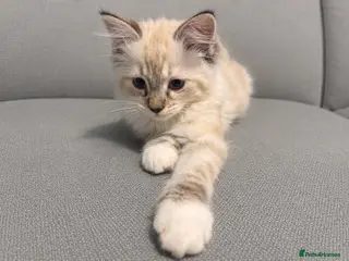 Ragdoll cats Ragdoll breed kittens 💙 - Advert 2