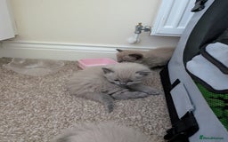 Ragdoll cats for sale: 4 gorgeous ragdoll kittens  - Image 3