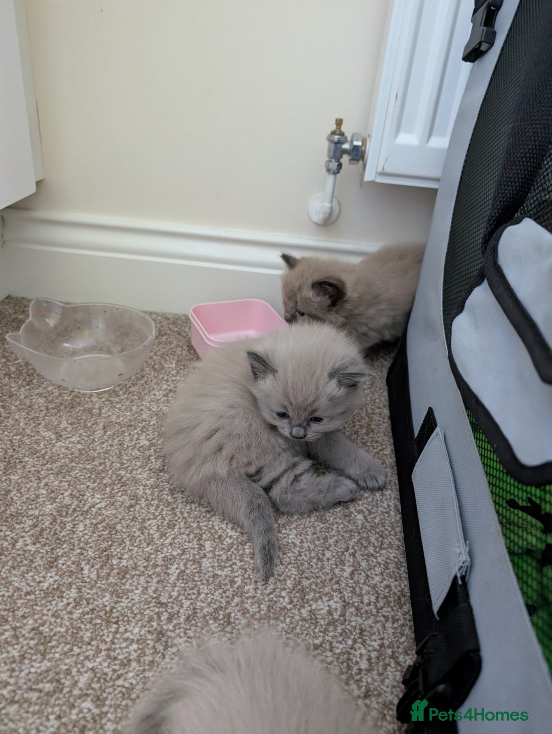 Ragdoll cats for sale: 4 gorgeous ragdoll kittens  - Image 3