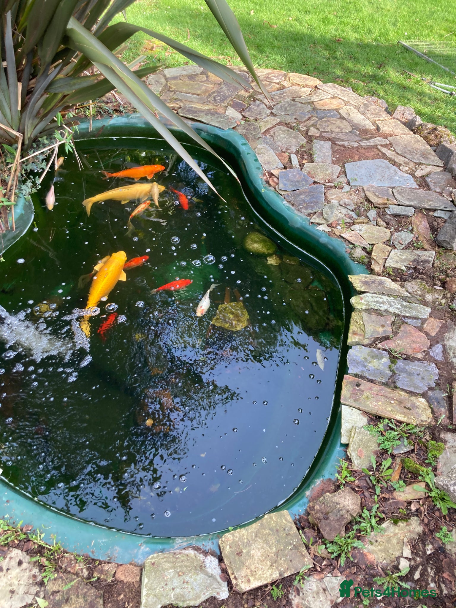 Koi Carp fish Koi and goldfish for sale  - Advert 1