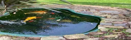 Koi Carp fish for sale: Koi and goldfish for sale  in Exeter - Advert 1