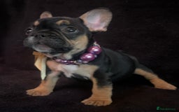 French Bulldog dogs for sale: French Bulldogs Ready to Leave  - Image 8