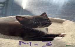 Mixed Breed cats for sale: Half british shorthair kitten - Image 4