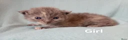 British Shorthair cats for sale: British short hair kittens ready to view - Advert 6