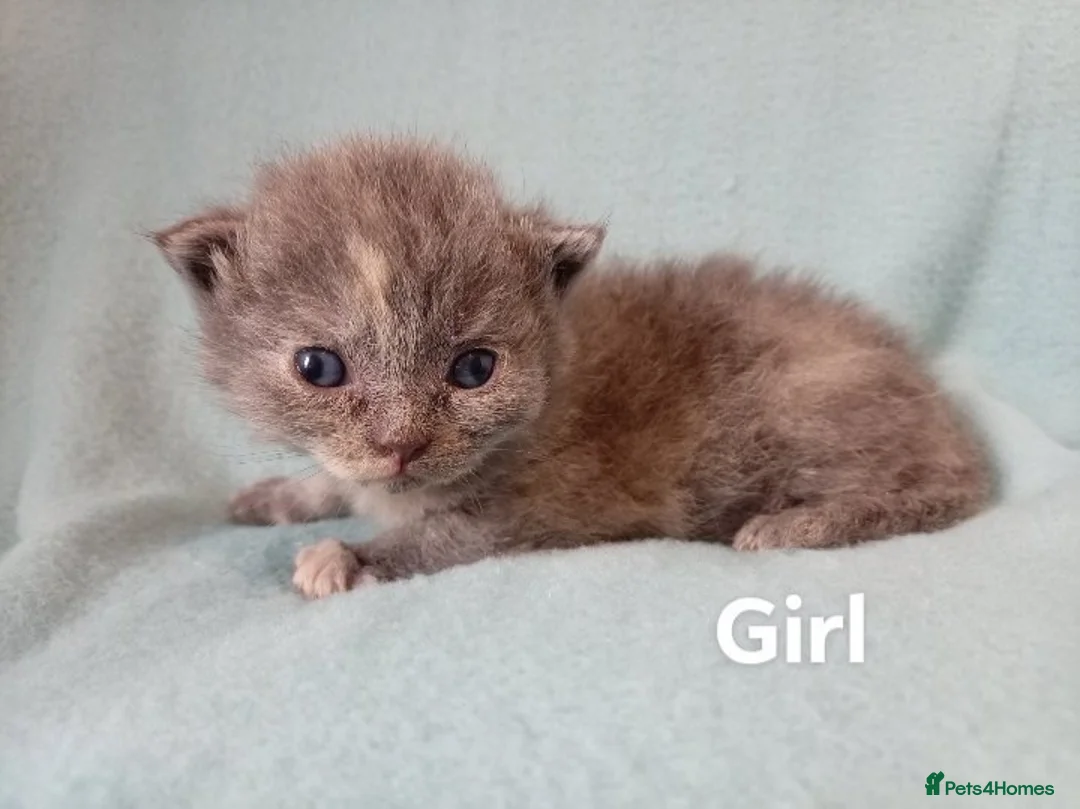 British Shorthair cats for sale: British short hair kittens ready to view - Advert 6