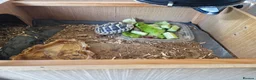 Tortoise reptiles for sale: Hermanns Tortoise  in Canterbury - Advert 8