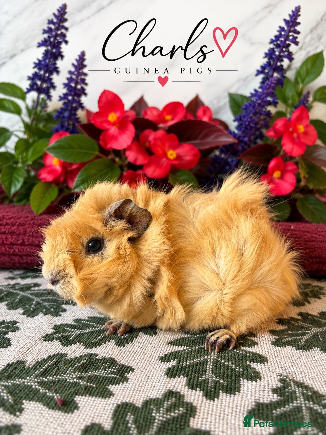 Guinea Pig rodents Baby boys for sale  - Advert 2