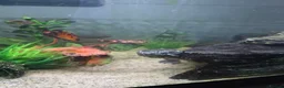 Turtle reptiles for sale: Common musk turtle with tank  in Burton-on-Trent - Advert 3