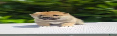 Japanese Shiba Inu 1