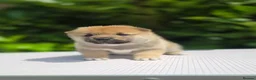 Japanese Shiba Inu dogs for sale: Japanese Shiba Inu Boy  - Advert 6