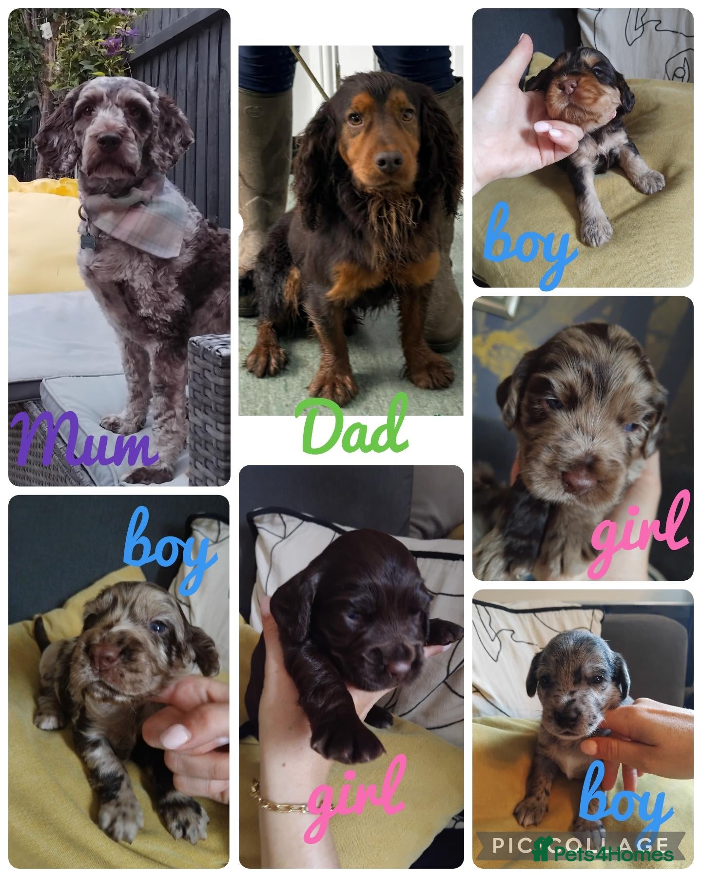 Cockapoo dogs 🐾 Beautiful Cockapoo Puppies 🐾75%cocker25%poodle - Advert 1