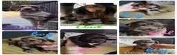 Cockapoo dogs for sale: 🐾 Beautiful Cockapoo Puppies 🐾75%cocker25%poodle - Advert 1