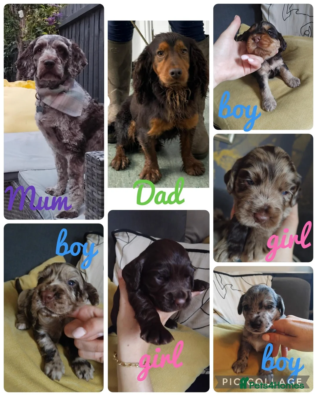 Cockapoo dogs for sale: 🐾 Beautiful Cockapoo Puppies 🐾75%cocker25%poodle - Advert 1