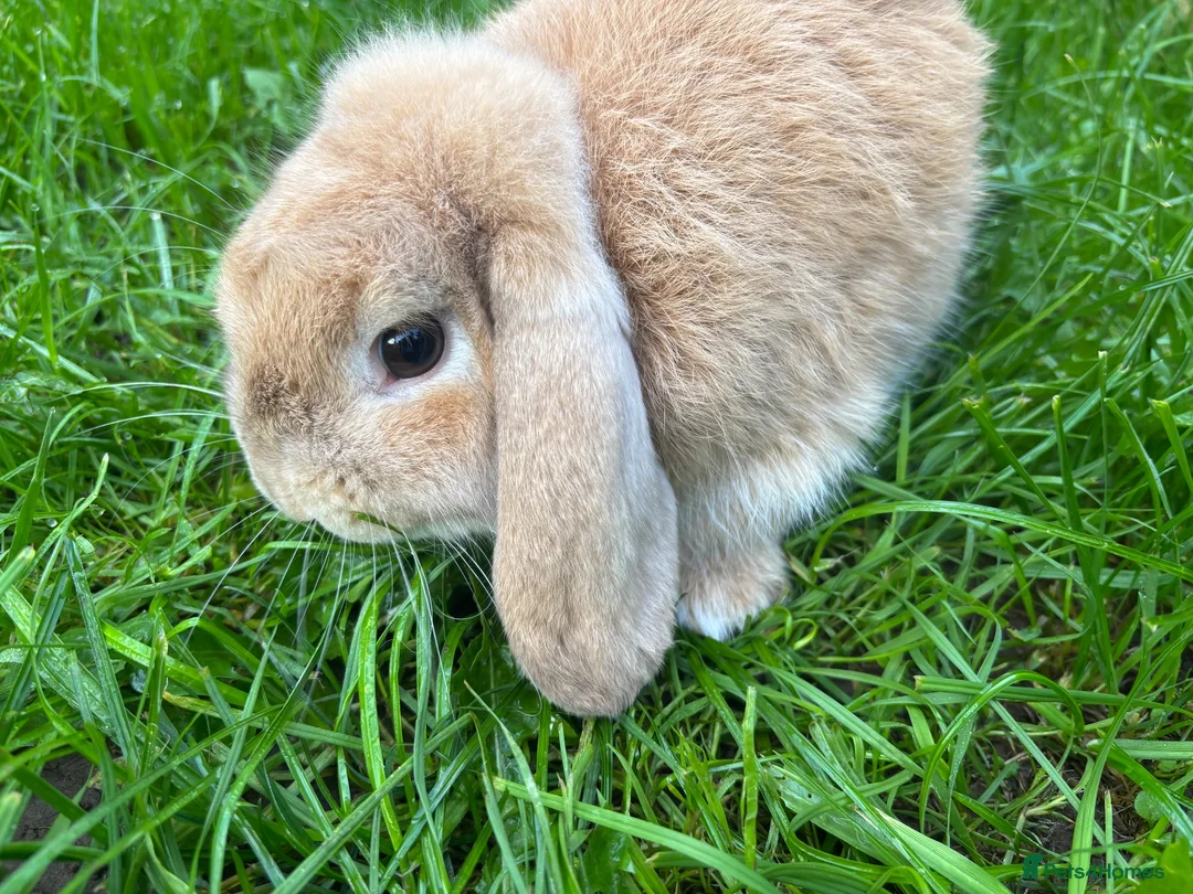 Mini Lop rabbits for sale: Female french mini lop ready now  - Advert 2