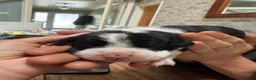 Mixed Breed dogs for sale: English bull dog cross springer  - Advert 5