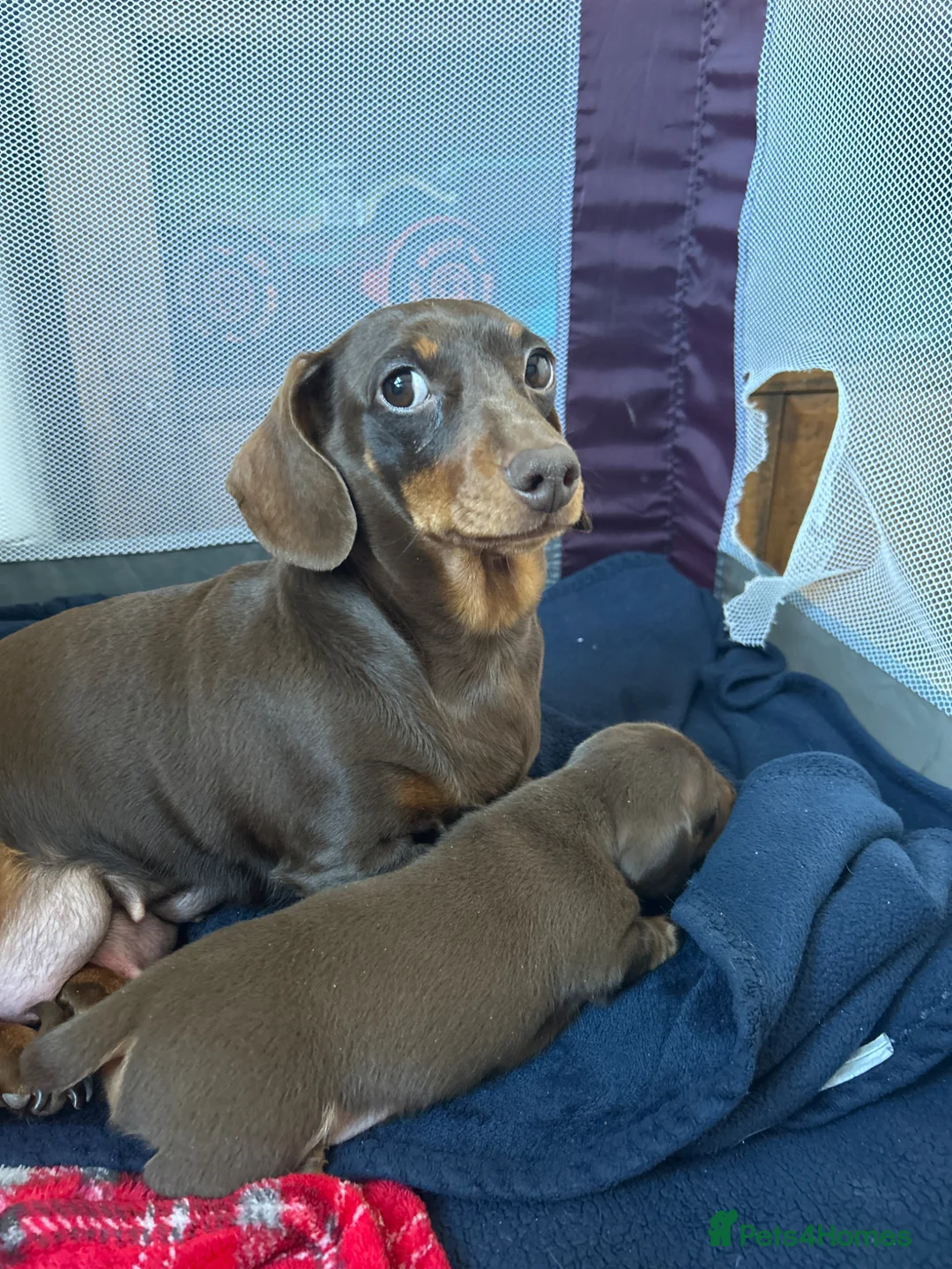 Miniature Dachshund dogs for sale: Gorgeous miniature dachshund  in Swansea - Advert 4