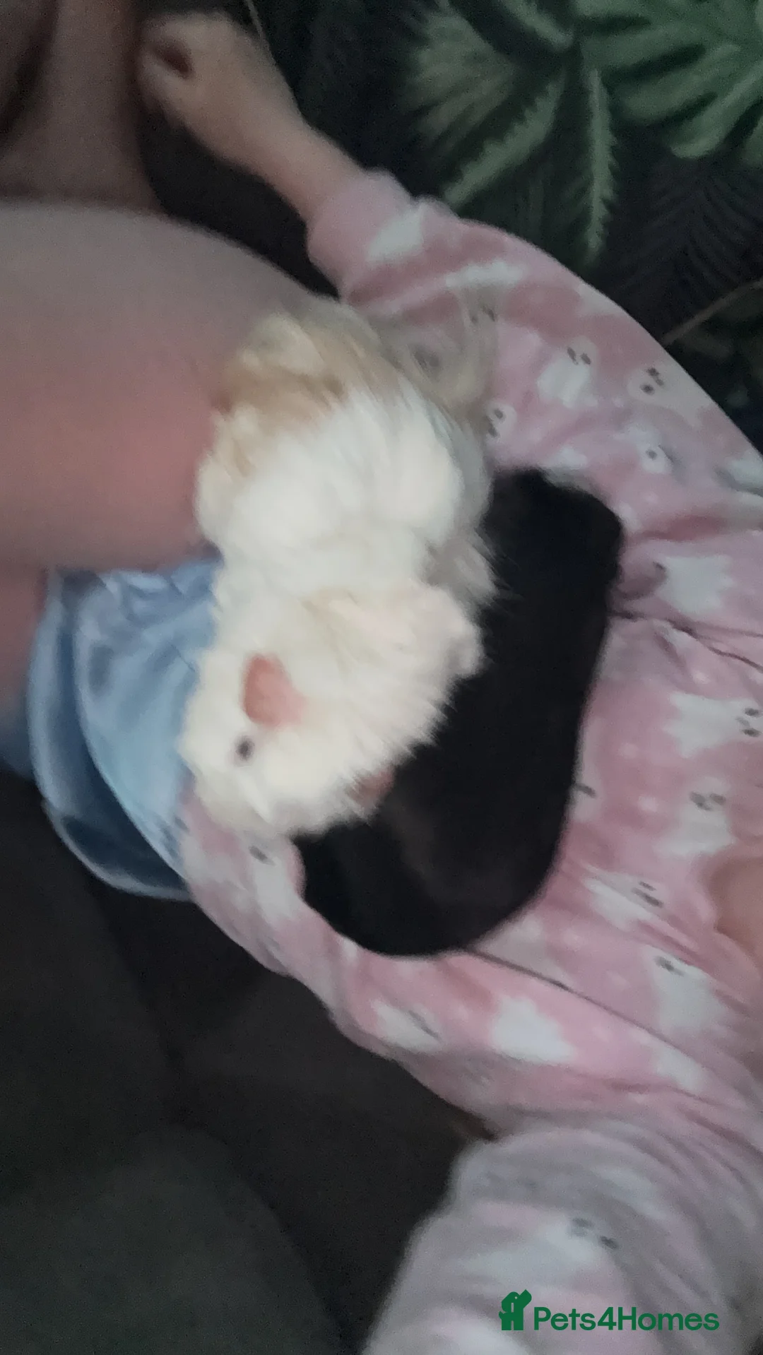 Guinea Pig rodents for sale: 2 male guinea pigs - Advert 1
