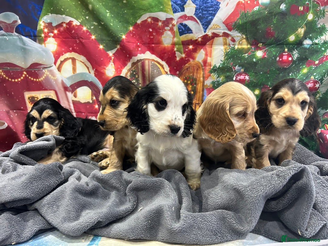 Cocker Spaniel dogs for sale: KC registered, health tested, Show cocker spaniels - Advert 12