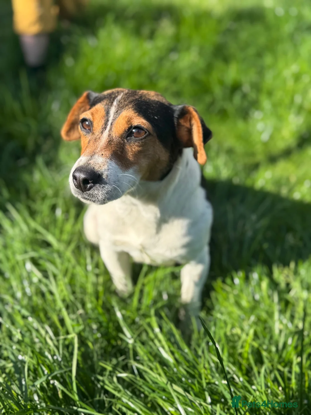 Jack Russell dogs for sale: little peanut  - Advert 1