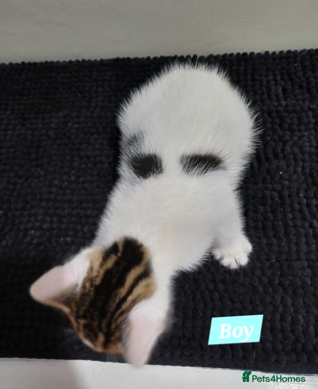 Mixed Breed cats for sale: Ready Tabby & White kitties - Advert 3