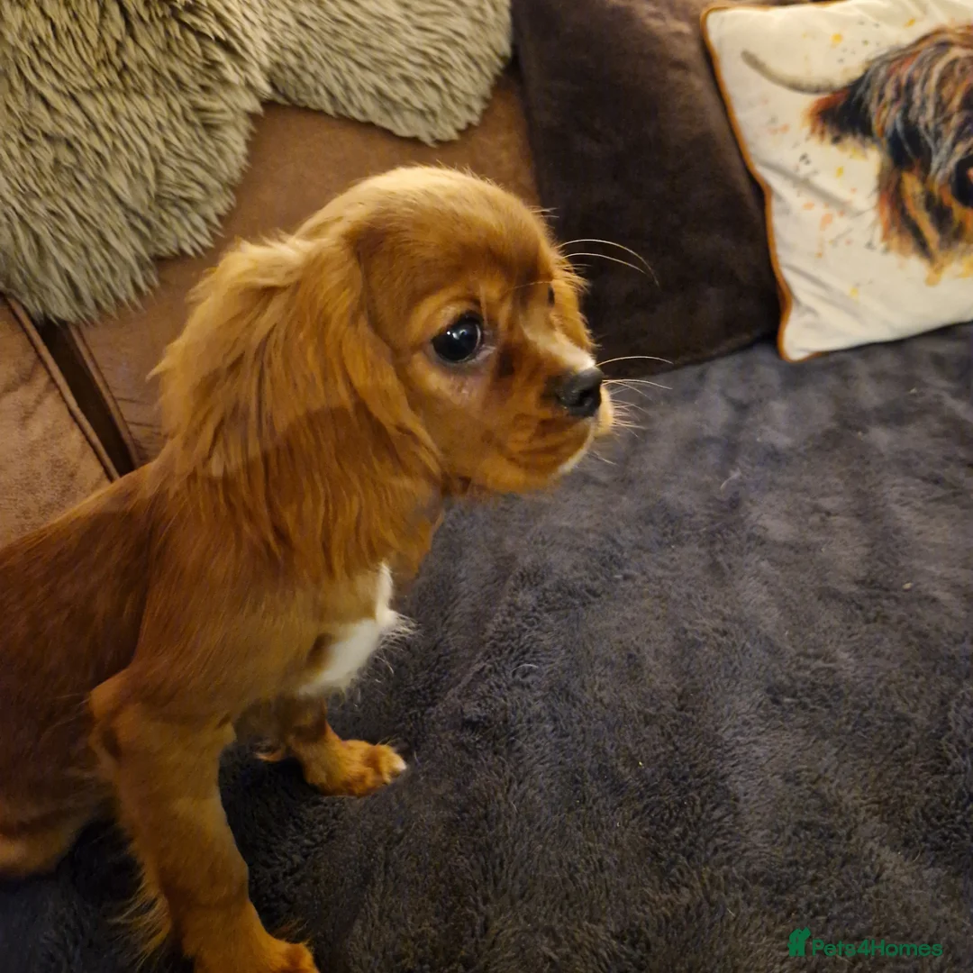Cavalier King Charles Spaniel dogs for sale: Stunning Boy available  - Advert 1