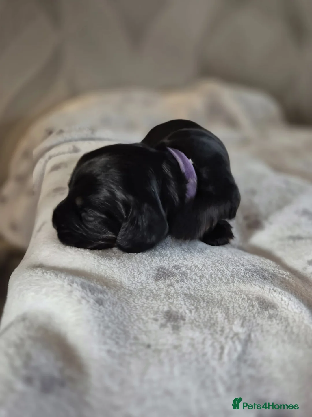 Sprocker dogs for sale: Exceptional home reared sprocker spaniel puppies.  - Advert 16