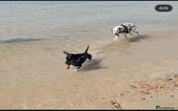 Dachshund dogs for stud: Standard black and tan dachshund for stud  - Image 6