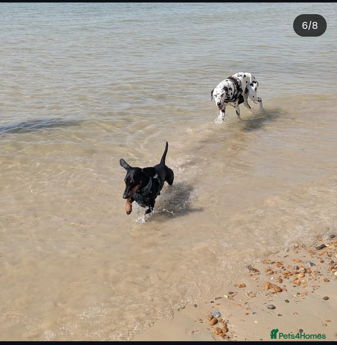 Dachshund dogs for stud: Standard black and tan dachshund for stud  - Image 6