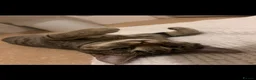 Domestic Shorthair cats for sale: Donut Tabby  - Advert 4
