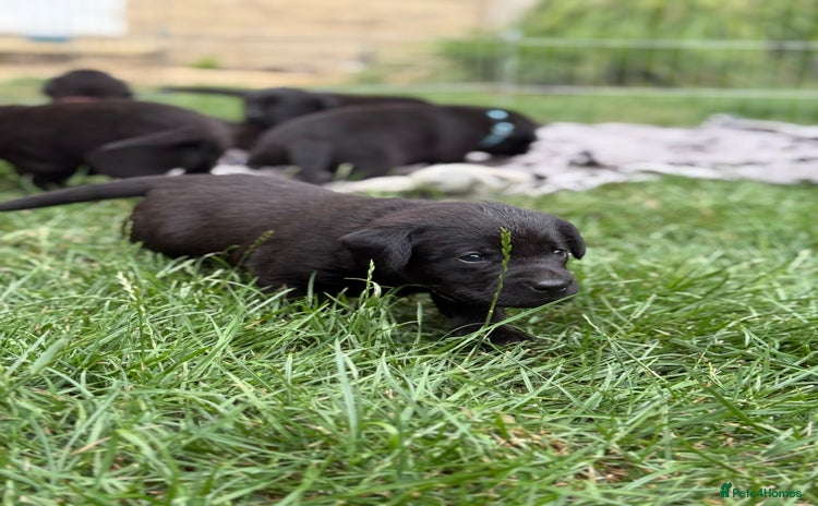 Labrador Retriever dogs in Cheltenham - Advert 5