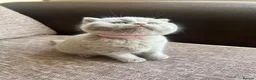 British Shorthair cats for sale: Chunky Lilac British Shorthair Kittens for sale!!! - Advert 5