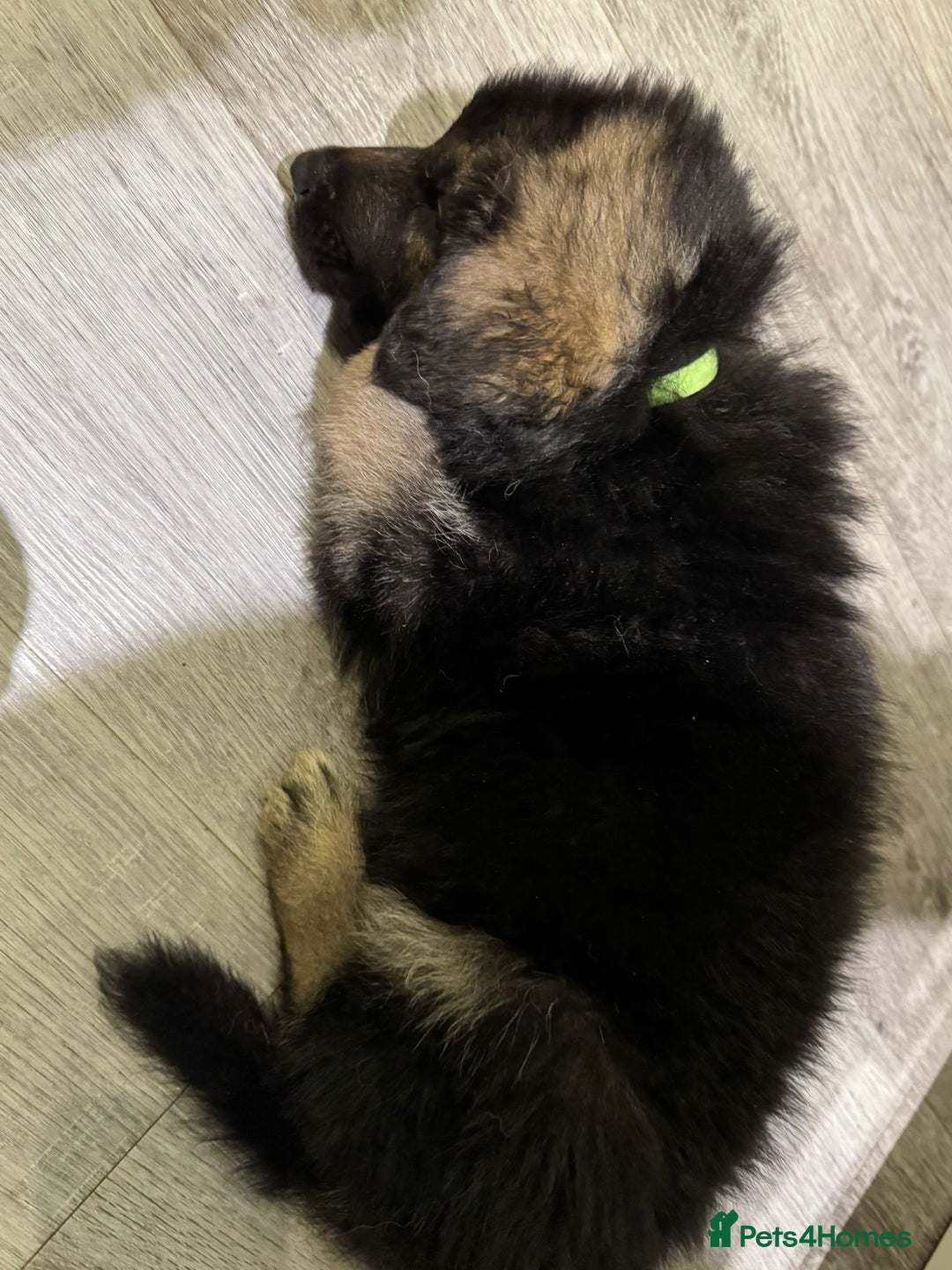 German Shepherd dogs for sale: german shepherd puppies full pedigree  - Advert 25